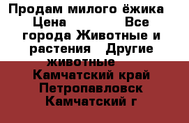 Продам милого ёжика › Цена ­ 10 000 - Все города Животные и растения » Другие животные   . Камчатский край,Петропавловск-Камчатский г.